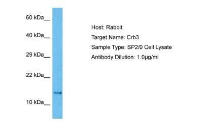 Western Blot CRB3 Antibody