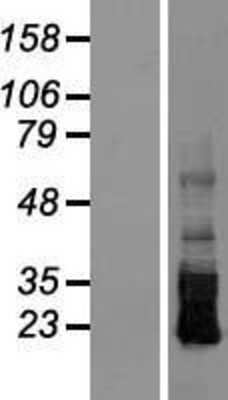 Western Blot CRB3 Overexpression Lysate