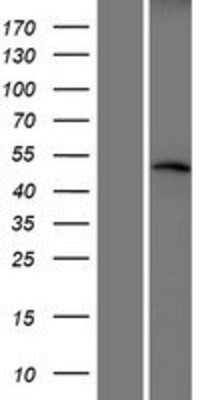 Western Blot CRBN Overexpression Lysate