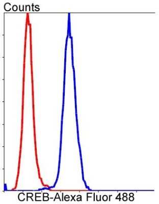 Flow Cytometry: CREB Antibody (SA04-04) [NBP2-67274] - Analysis of Hela cells with CREB antibody at 1/50 dilution (blue) compared with an unlabelled control (cells without incubation with primary antibody; red). Alexa Fluor 488-conjugated goat anti rabbit IgG was used as the secondary antibody.