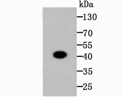 Western Blot: CREB Antibody (SA04-04) [NBP2-67274] - Western blot analysis of CREB on zebrafish tissue lysates. Proteins were transferred to a PVDF membrane and blocked with 5% BSA in PBS for 1 hour at room temperature. The primary antibody (1/500) was used in 5% BSA at room temperature for 2 hours. Goat An