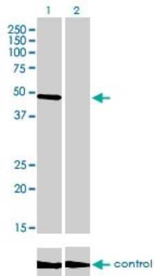 Western Blot: CREB3 Antibody (3H5) [H00010488-M01] - Analysis of CREB3 over-expressed 293 cell line, cotransfected with CREB3 Validated Chimera RNAi ( Cat # H00010488-R01V ) (Lane 2) or non-transfected control (Lane 1). Blot probed with CREB3 monoclonal antibody (M01), clone 3H5 (Cat # H00010488-M01 ). GAPDH ( 36.1 kDa ) used as specificity and loading control.