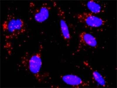 Proximity Ligation Assay: CREB3 Antibody [H00010488-D01P] - Analysis of protein-protein interactions between CREB3 and CREB3L4. HeLa cells were stained with anti-CREB3 rabbit purified polyclonal 1:1200 and anti-CREB3L4 mouse monoclonal antibody 1:50. Each red dot represents the detection of protein-protein interaction complex, and nuclei were counterstained with DAPI (blue).