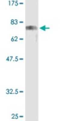 Western Blot: CREB3 Antibody [H00010488-D01P] - Analysis of CREB3 recombinant protein by CREB3 purified antibody.