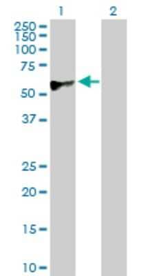 Western Blot: CREB3 Antibody [H00010488-D01P] - Analysis of CREB3 expression in transfected 293T cell line by CREB3 polyclonal antibody.Lane 1: CREB3 transfected lysate(41.40 KDa).Lane 2: Non-transfected lysate.