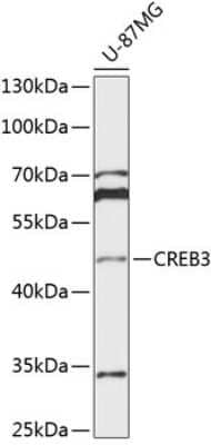 Western Blot: CREB3 Antibody [NBP2-92721] - Analysis of extracts of U-87MG cells, using CREB3 at 1:1000 dilution.Secondary antibody: HRP Goat Anti-Rabbit IgG (H+L) at 1:10000 dilution.Lysates/proteins: 25ug per lane.Blocking buffer: 3% nonfat dry milk in TBST.Detection: ECL Basic Kit .Exposure time: 90s.