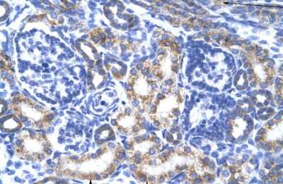 Immunohistochemistry: CREB3L2 Antibody [NBP2-87208] - Human kidney