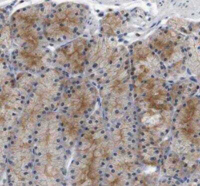 Immunohistochemistry-Paraffin: CREB3L2 Antibody [NBP1-88697] - Staining of human stomach shows moderate cytoplasmic positivity in glandular cells.