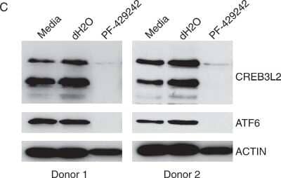 Western Blot: CREB3L2 Antibody [NBP1-88697] - S1P inhibition induces autophagy and affects multiple UPR-related TFs. In vitro day 3 B-cells were treated with 10 uM PF-429242 or vehicle control (dH2O) for 72 h and were assessed for cell number using CountBright beads. Shown are the average cell numbers from 7 donors +/- standard deviations. Protein lysates generated from day 3 cells treated for 72 h with 10 uM PF-429242 were evaluated for CREB3L2 and ATF6 by Western blotting. Shown are representative results from 2 donors, a total of 7 donors were evaluated. Image collected and cropped by CiteAb from the following publication (//www.nature.com/articles/s41598-018-32705-7), licensed under a CC-BY license.