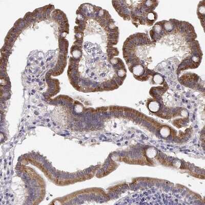 Immunohistochemistry-Paraffin: CREB3L3 Antibody [NBP2-38785] - Staining of human duodenum shows high expression.