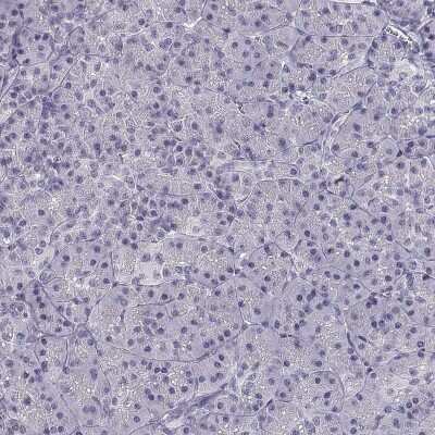 Immunohistochemistry-Paraffin: CREB3L3 Antibody [NBP2-38785] - Staining of human pancreas shows low expression as expected.