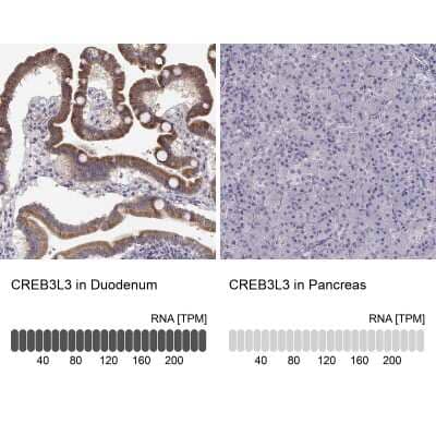 Immunohistochemistry-Paraffin CREB3L3 Antibody