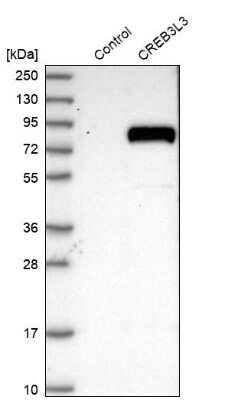 Western Blot: CREB3L3 Antibody [NBP2-13873] - Analysis in control (vector only transfected HEK293T lysate) and CREB3L3 over-expression lysate (Co-expressed with a C-terminal myc-DDK tag (3.1 kDa) in mammalian HEK293T cells).