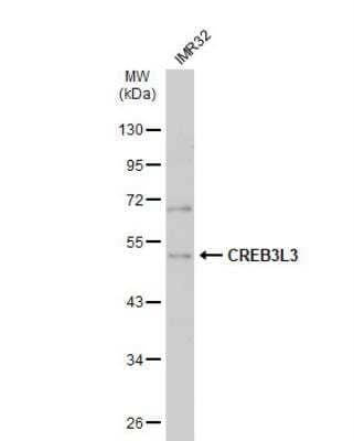 Western Blot: CREB3L3 Antibody [NBP2-16008] - Whole cell extract (30 ug) was separated by 10% SDS-PAGE, and the membrane was blotted with CREB3L3 antibody [N1C1] diluted at 1:1000. The HRP-conjugated anti-rabbit IgG antibody (NBP2-19301) was used to detect the primary antibody.