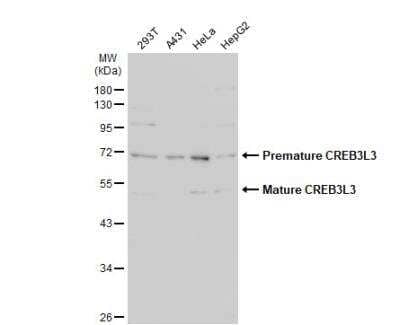 Western Blot: CREB3L3 Antibody [NBP2-16008] - Various whole cell extracts (30 ug) were separated by 10% SDS-PAGE, and the membrane was blotted with CREB3L3 antibody [N1C1] diluted at 1:500. The HRP-conjugated anti-rabbit IgG antibody (NBP2-19301) was used to detect the primary antibody.