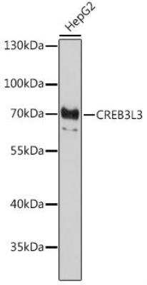 Western Blot CREB3L3 Antibody - Azide and BSA Free