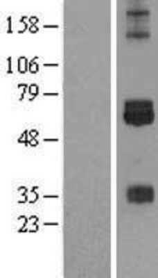 Western Blot: CREB3L3 Overexpression Lysate (Adult Normal) [NBL1-09466] Left-Empty vector transfected control cell lysate (HEK293 cell lysate); Right -Over-expression Lysate for CREB3L3.