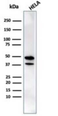 Western Blot CREB5 Antibody (PCRP-CREB5-1G8)