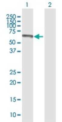 Western Blot: CREB5 Antibody [H00009586-B01P] - Analysis of CREB5 expression in transfected 293T cell line by CREB5 polyclonal antibody.  Lane 1: CREB5 transfected lysate(55.88 KDa). Lane 2: Non-transfected lysate.