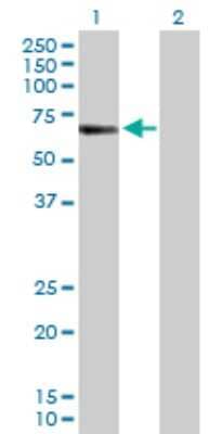 Western Blot: CREB5 Antibody [H00009586-D01P] - Analysis of CREB5 expression in transfected 293T cell line by CREB5 polyclonal antibody.Lane 1: CREB5 transfected lysate(56.90 KDa).Lane 2: Non-transfected lysate.