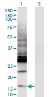 Western Blot: CREBL2 Antibody (1C1) [H00001389-M04] - Analysis of CREBL2 expression in transfected 293T cell line by CREBL2 monoclonal antibody (M04), clone 1C1. Lane 1: CREBL2 transfected lysate (Predicted MW: 13.8 KDa). Lane 2: Non-transfected lysate.