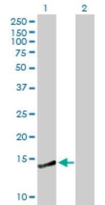 Western Blot: CREBL2 Antibody [H00001389-B01P] - Analysis of CREBL2 expression in transfected 293T cell line by CREBL2 polyclonal antibody.  Lane 1: CREBL2 transfected lysate(13.2 KDa). Lane 2: Non-transfected lysate.