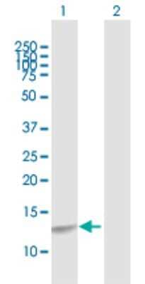 Western Blot: CREBL2 Antibody [H00001389-D01P] - Analysis of CREBL2 expression in transfected 293T cell line by CREBL2 polyclonal antibody.Lane 1: CREBL2 transfected lysate(13.80 KDa).Lane 2: Non-transfected lysate.