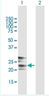 Western Blot: CREG Antibody [H00008804-B01P-50ug] - Analysis of CREG1 expression in transfected 293T cell line (H00008804-T01) by CREG1 MaxPab polyclonal antibody. Lane 1: CREG1 transfected lysate(24.2 KDa). Lane 2: Non-transfected lysate.