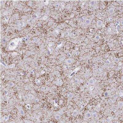 Immunohistochemistry: CREG2 Antibody [NBP1-86262] - Staining of human cerebral cortex shows distinct positivity in processes.