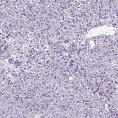 Immunohistochemistry-Paraffin: CREG2 Antibody [NBP1-86262] - Staining of human pancreas shows low expression as expected.