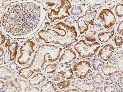 Immunohistochemistry-Paraffin: CRELD1 Antibody [NBP3-00123] - Human CRELD1 in human kidney with rabbit polyclonal antibody (1:5000).