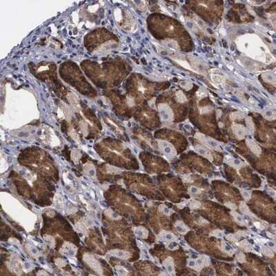 Immunohistochemistry-Paraffin: CRELD2 Antibody [NBP1-81229] - Staining of human stomach shows strong cytoplasmic positivity in glandular cells.