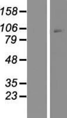 Western Blot CRHR1/CRF1 Overexpression Lysate