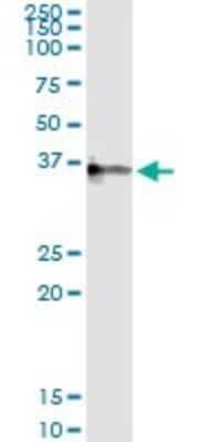 Immunoprecipitation: CRHBP Antibody (3D9) [H00001393-M01] - Analysis of CRHBP transfected lysate using anti-CRHBP monoclonal antibody and Protein A Magnetic Bead, and immunoblotted with CRHBP MaxPab rabbit polyclonal antibody.