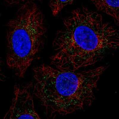 Immunocytochemistry/Immunofluorescence: CRIF1 Antibody [NBP2-58099] - Staining of human cell line A549 shows localization to mitochondria.