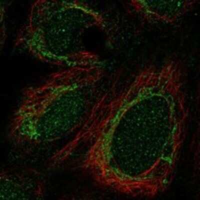 Immunocytochemistry/Immunofluorescence: CRIF1 Antibody [NBP3-17823] - Staining of human cell line HEK 293 shows localization to nucleoplasm & mitochondria.