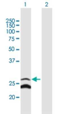 Western Blot: CRIF1 Antibody [H00090480-B01P] - Analysis of GADD45GIP1 expression in transfected 293T cell line by GADD45GIP1 polyclonal antibody.  Lane 1: GADD45GIP1 transfected lysate(24.42 KDa). Lane 2: Non-transfected lysate.