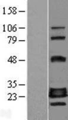 Western Blot CRIF1 Overexpression Lysate