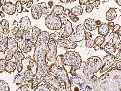 Immunohistochemistry-Paraffin: CRIP2 Antibody [NBP3-00315] - Immunochemical staining of human CRIP2 in human placenta with rabbit polyclonal antibody(1:1000, formalin-fixed paraffin embedded sections).