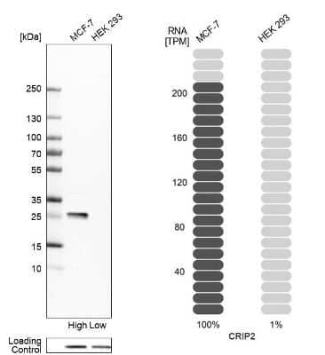 Western Blot: CRIP2 Antibody [NBP1-84379] - Analysis in human cell line MCF-7 and human cell line HEK 293.