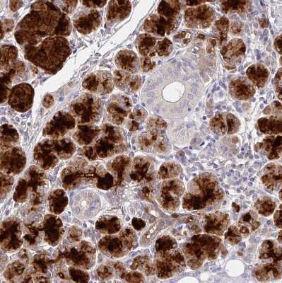 Immunohistochemistry-Paraffin: CRISP-3 Antibody [NBP2-33714] - Staining of human salivary gland shows strong positivity in glandular cells.