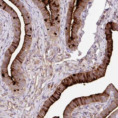 Immunohistochemistry-Paraffin: CRISP-3 Antibody [NBP2-33714] - Staining of human Fallopian tube shows moderate to strong positivity in glandular cells.