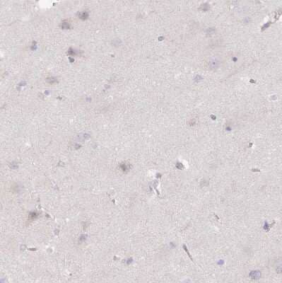 Immunohistochemistry-Paraffin: CRISP-3 Antibody [NBP2-33714] - Staining of human cerebral cortex shows no positivity in neurons as expected.