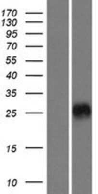 Western Blot CRISP-3 Overexpression Lysate