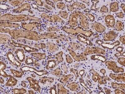 Immunohistochemistry-Paraffin: CRISPLD1 Antibody [NBP2-97241] - Staining of human CRISPLD1 in human kidney with rabbit polyclonal antibody at 1:200 dilution. 