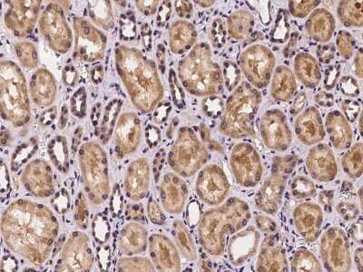 Immunohistochemistry-Paraffin: CRISPLD2 Antibody [NBP2-97242] - Immunochemical staining of human CRISPLD2 in human kidney with rabbit polyclonal antibody at 1:100 dilution, formalin-fixed paraffin embedded sections.