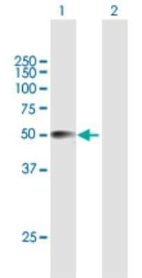 Western Blot: CRISPLD2 Antibody [H00083716-B01P] - Analysis of CRISPLD2 expression in transfected 293T cell line by CRISPLD2 polyclonal antibody.  Lane 1: CRISPLD2 transfected lysate(49.39 KDa). Lane 2: Non-transfected lysate.