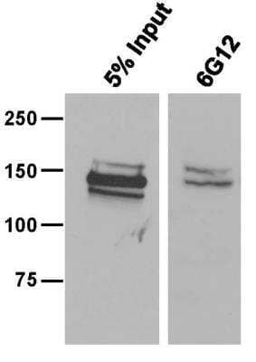 Immunoprecipitation: CRISPR-Cas9 Antibody (6G12) - C-terminus [NBP2-52398] - CRISPR-Cas9 Antibody (6G12) - C-Terminus [NBP2-52398] - HEK293 cells expressing Flag-SpCas9 were lysed under native conditions. SpCas9 was immunoprecipitated at 4C from 300 ug of whole cell lysate with the 6G12 antibody and a 1:1 mixture of protein A/G sepharose. After 4x washing, the bound proteins were boiled off the beads, separated by 7.5% SDS-PAGE and transfered to nitrocellulose membranes, and SpCas9 was detected with a rabbit polyclonal Cas9 antibody. After washing, the membranes were incubated with secondary HRP-coupled antibody and bands were visualized by ECL and exposure of X-ray films.