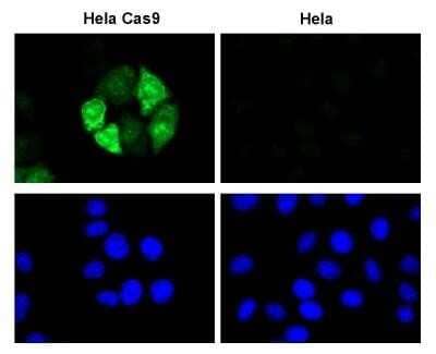 Immunocytochemistry/Immunofluorescence: CRISPR-Cas9 Antibody (6G12) - C-terminus - Azide and BSA Free [NBP2-80680] - HeLa cells or HeLa cells expressing Flag-tagged SpCas9 under the control of the PTight (Tet-ON) promoter were treated for 24h with 1ug/uL Doxycyclin, fixed and permeabilized with Methanol/Acetone and blocked in 2% BSA in PBS for 2 hours at RT. Cells were stained with 6G12 hybridoma supernatant at 1:10 at 4C O/N, followed by incubation with anti mouse-Alexa Fluor 488 coupled secondary antibody for 1h at RT. Nuclei were counter-stained with Hoechst 33342. Image from the standard format of this antibody.