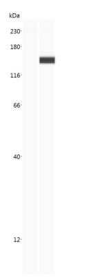 Simple Western: CRISPR-Cas9 Antibody (6G12) - C-terminus - Azide and BSA Free [NBP2-80680] - Image shows a specific band for Cas9 in 0.2 mg/mL of HeLa Cas9 lysate but not in Hela WT lysate. This experiment was performed under reducing conditions using the 12-230 kDa separation system. Observed molecular weight is ~158 kDa. Image from the standard format of this antibody.